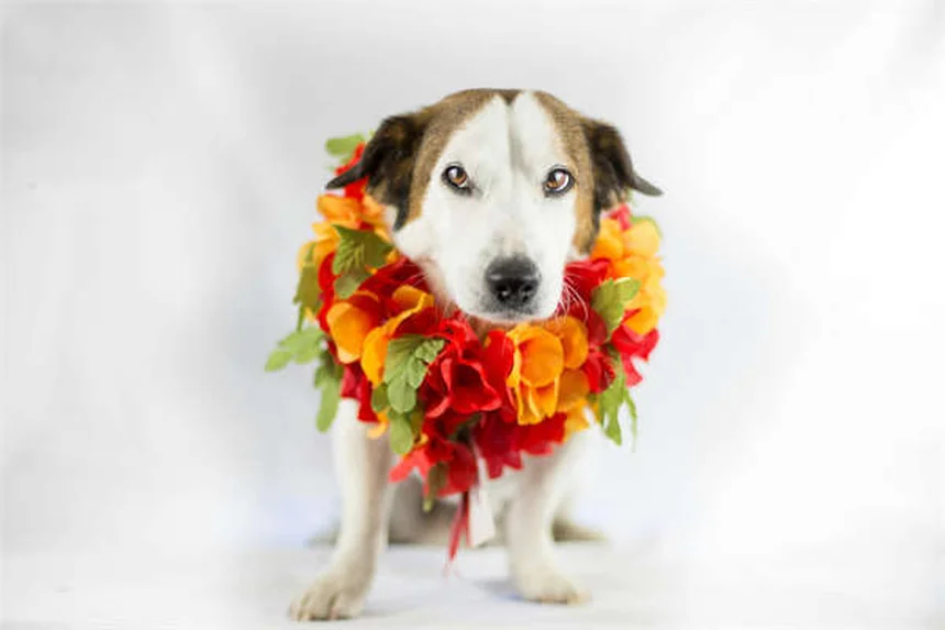 馬の獣医師選びで失敗しない5つのポイント【完全ガイド】