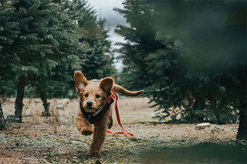 愛犬と安全にキャンプを楽しむ7つのプロのアドバイス