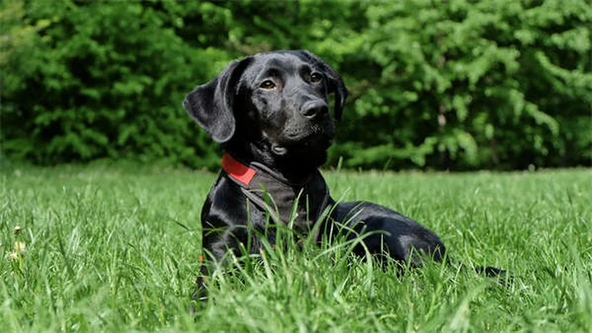 馬の狂犬病とは？症状・予防法を獣医師が徹底解説