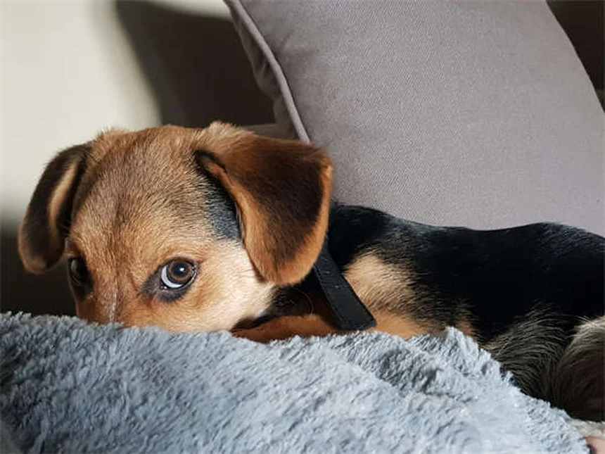 犬が撫でられるのを嫌がる理由と対処法【専門家が解説】