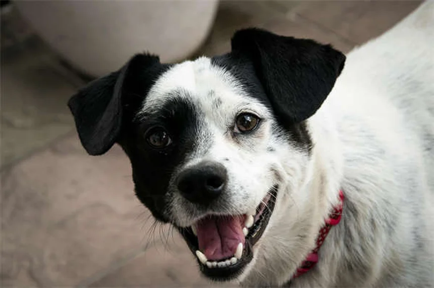 犬が撫でられるのを嫌がる理由と対処法【専門家が解説】