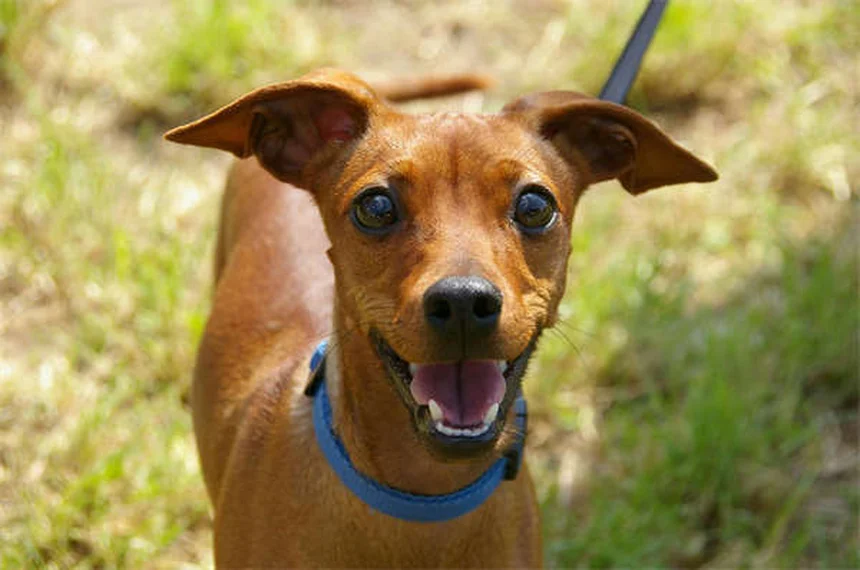 犬猫の感染症治療に効く！アモキシシリンの正しい使い方と注意点