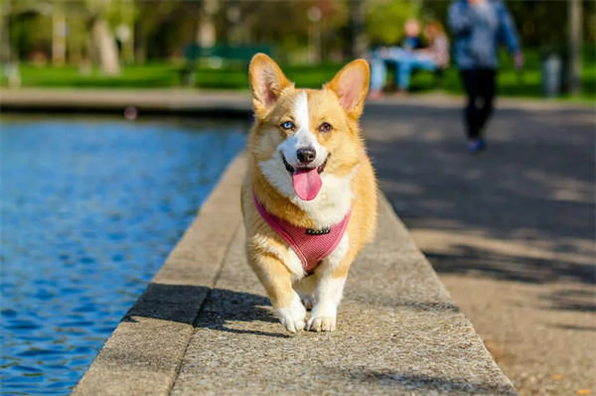 愛犬が雨や雪でトイレを我慢する時の対処法5選