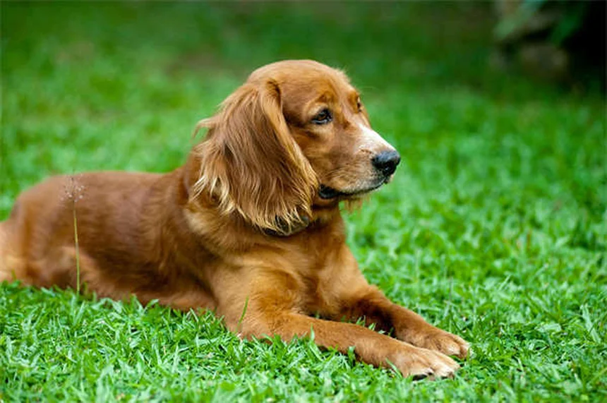 犬の平熱は何度？38.5℃が基準！愛犬の健康チェック方法