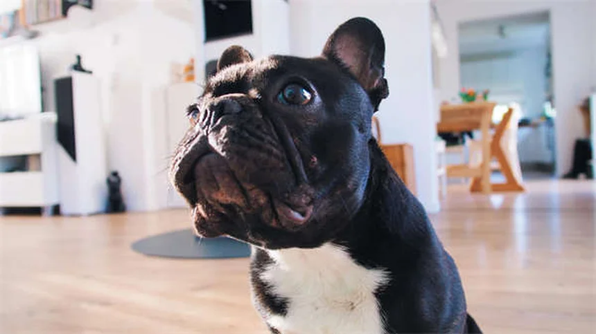 専門家が教える新学期の犬の分離不安を防ぐ5つの方法
