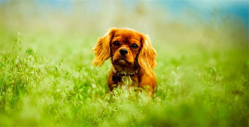 犬猫の歯磨きは必要？プロが教える正しい方法と頻度