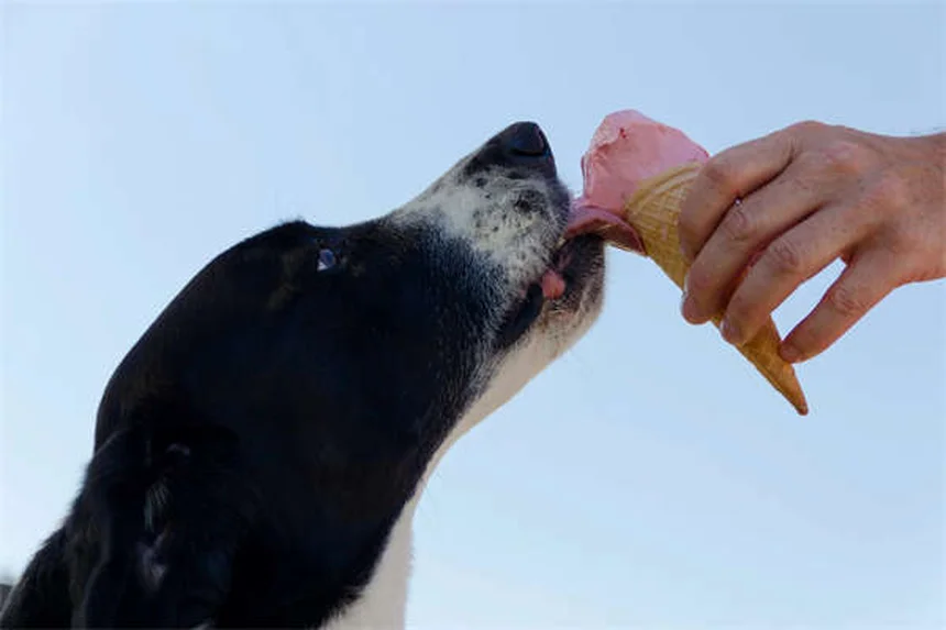 犬用オキサゼパムの副作用と注意点：安全に使うための完全ガイド