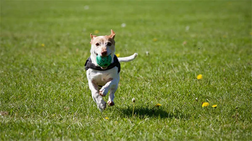 犬猫のクエン酸カリウム｜効果・副作用・正しい使い方【獣医師監修】