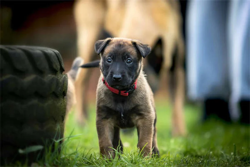 犬の驚くべき能力！人間の気持ちや病気をどうやって感じ取る？