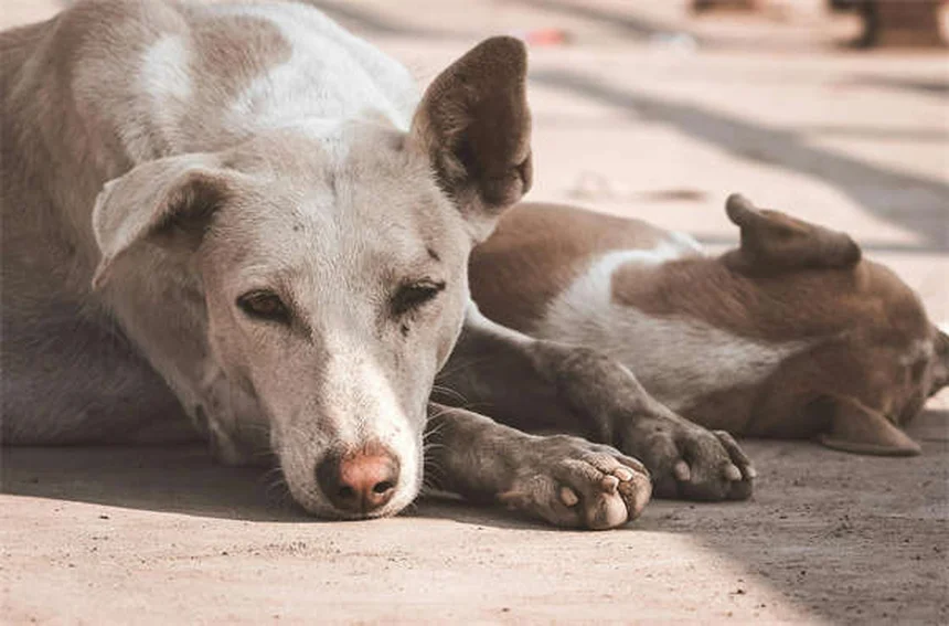 犬の驚くべき能力！人間の気持ちや病気をどうやって感じ取る？
