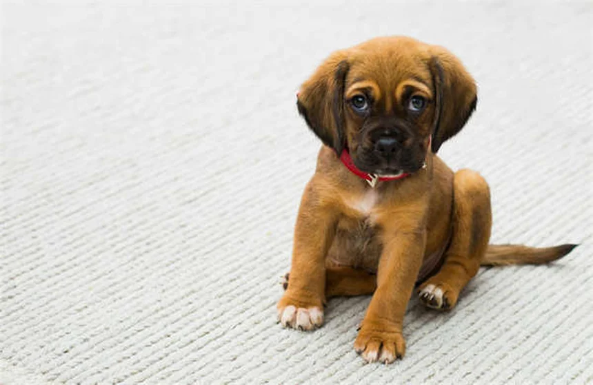 リードトレーニング完全ガイド：愛犬と歩くための7つのステップ