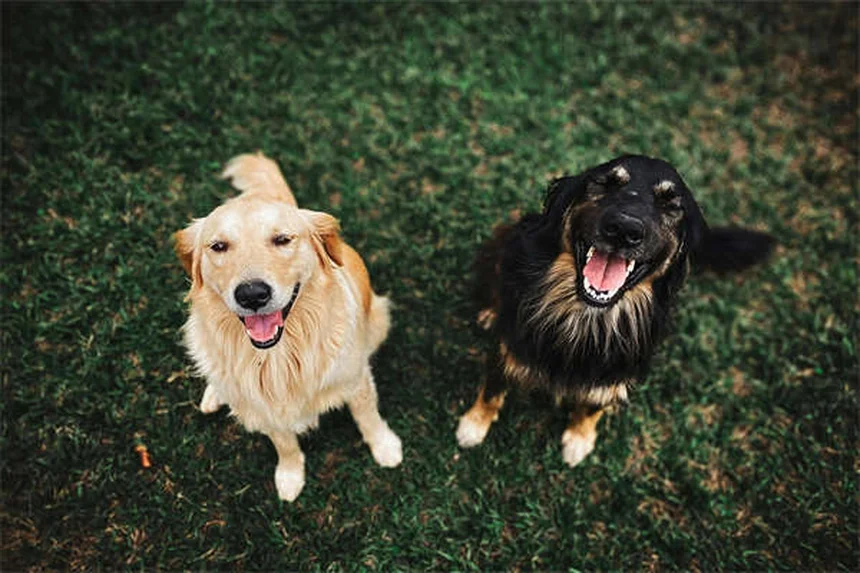 リードトレーニング完全ガイド：愛犬と歩くための7つのステップ