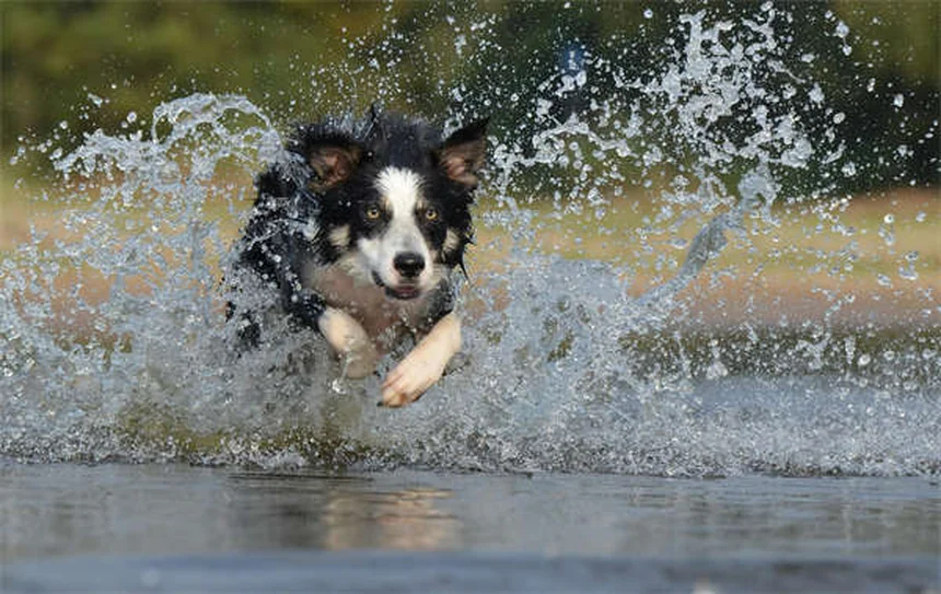 子犬フードから成犬フードへ！私が実践した切り替えタイミングと5日間ステップ
