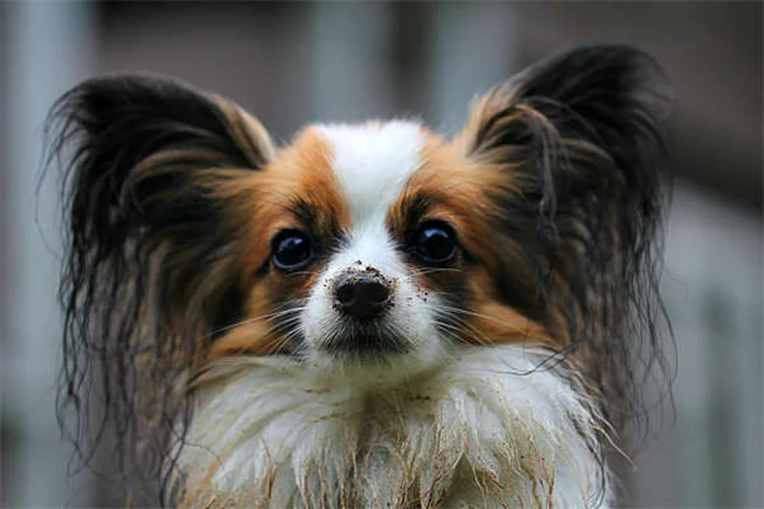 愛犬・愛猫のノミ駆除薬Advantage®の効果と正しい使い方