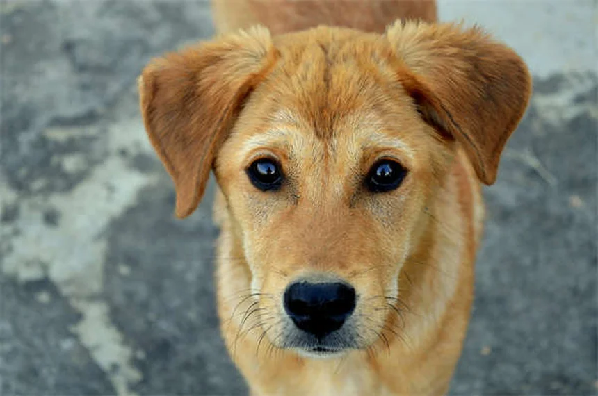 愛犬の臭いが気になる？6つの原因とプロが教える対策法
