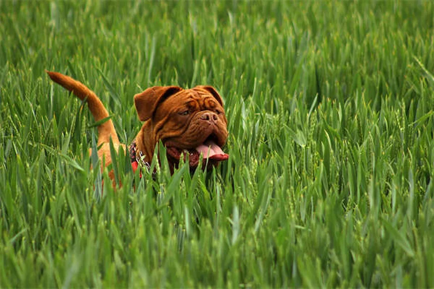 犬の線維軟骨塞栓症(FCE)とは？突然の麻痺の原因と対処法