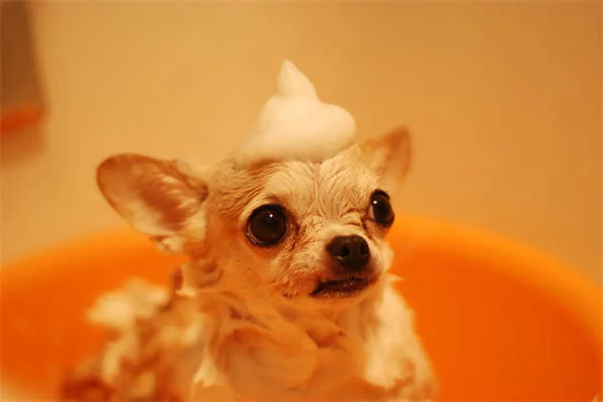 犬用ロラゼパムの効果と正しい使い方【獣医師解説】