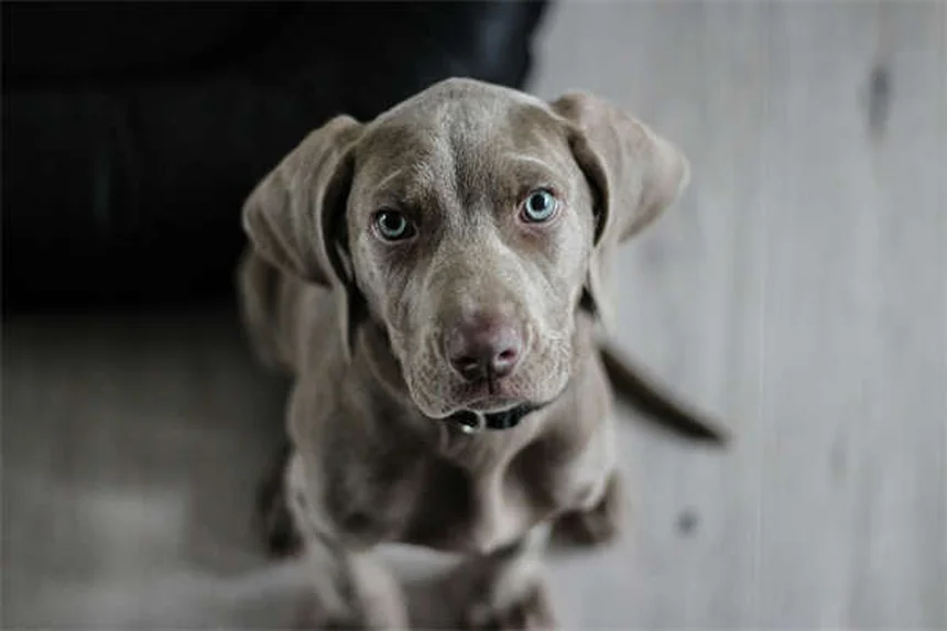 犬のしつけに暴力は不要！科学的根拠に基づく正しいトレーニング方法
