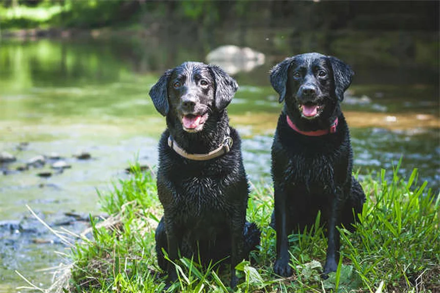 愛犬の運動不足サイン6選！見逃すと危険な行動とは？