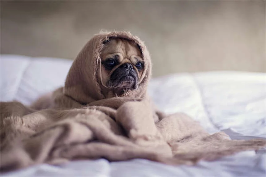 犬のガバペンチン効果とは？痛み・てんかん・不安に効く薬の全知識