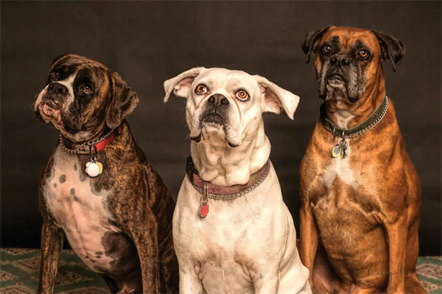 犬の血尿の原因と対処法｜獣医師が教える緊急判断基準