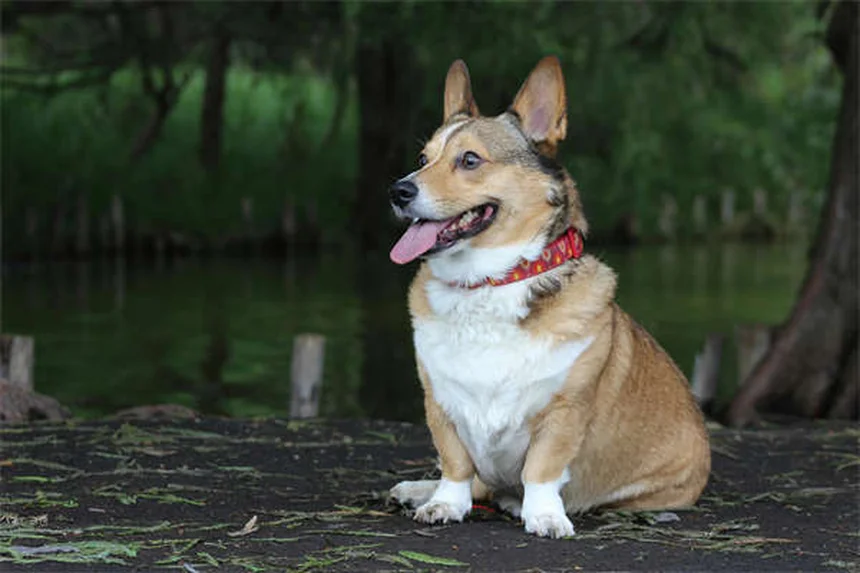 犬のお腹がゴロゴロ鳴る原因と対処法【獣医師監修】