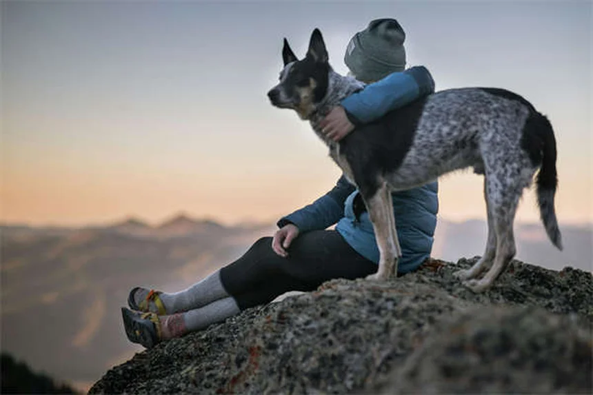 初めて犬を飼う人におすすめの犬種21選【性格・特徴も解説】