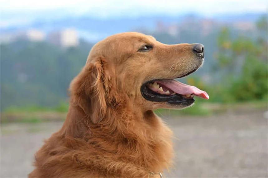 犬の心臓病に効くエナラプリルとは？効果的な使い方と注意点